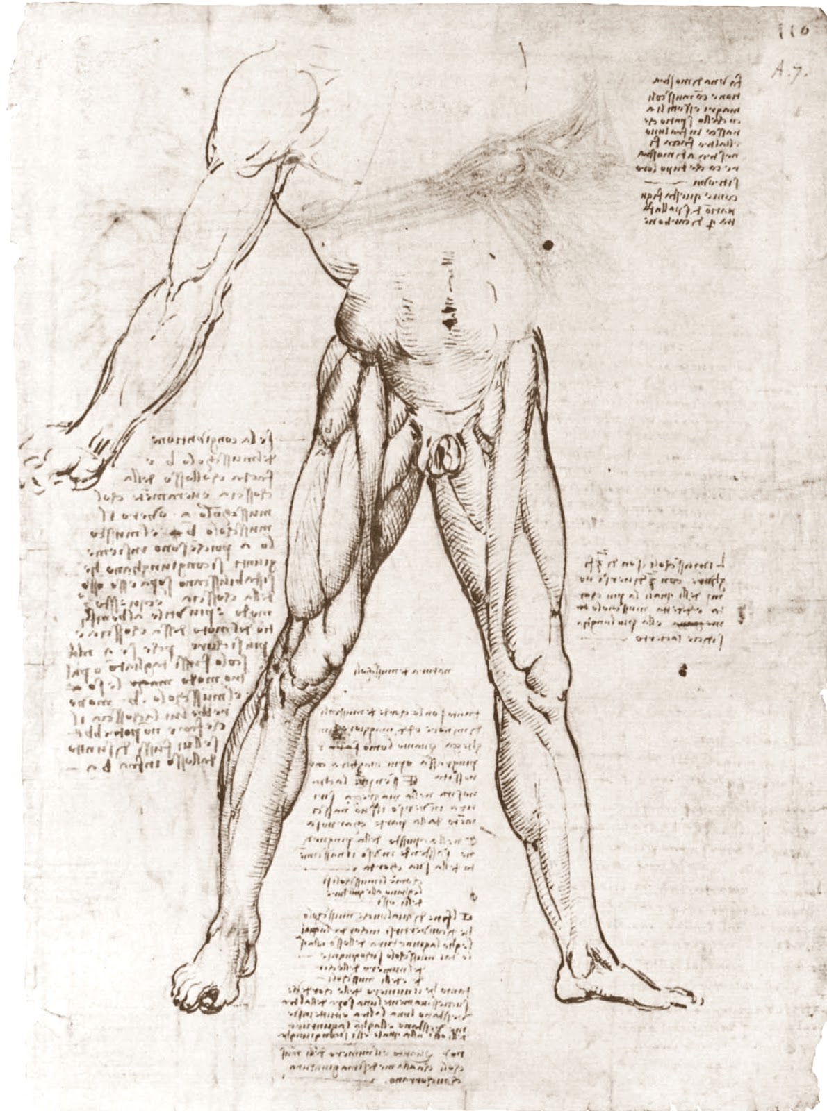 Leonardo+da+Vinci-1452-1519 (796).jpg